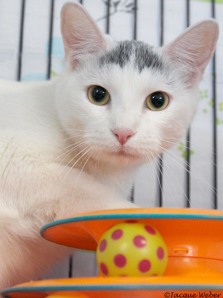 Wings, an adoptable Domestic Short Hair in St. Louis, MO, 63110 | Photo Image 2