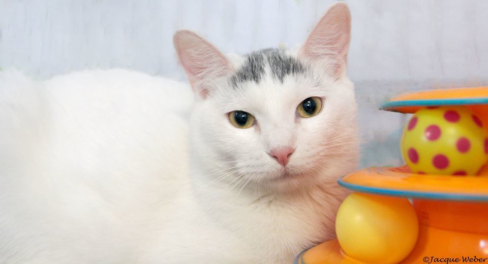 Wings, an adoptable Domestic Short Hair in St. Louis, MO, 63110 | Photo Image 3
