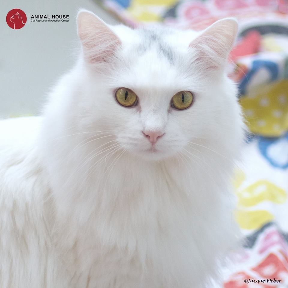 Streaker, an adoptable Domestic Long Hair in St. Louis, MO, 63110 | Photo Image 2