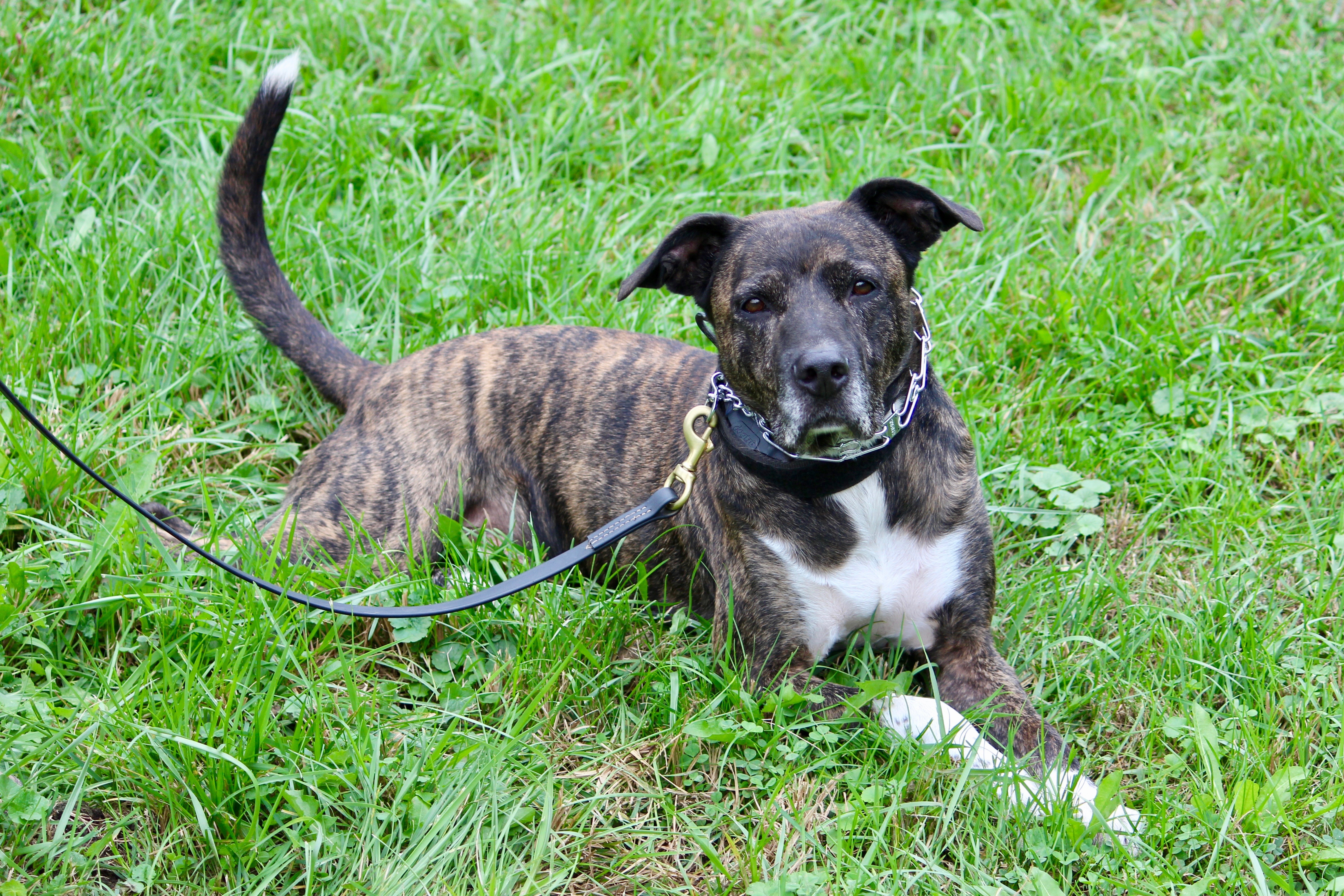 LEO, an adoptable Terrier in Brazil, IN, 47834 | Photo Image 2