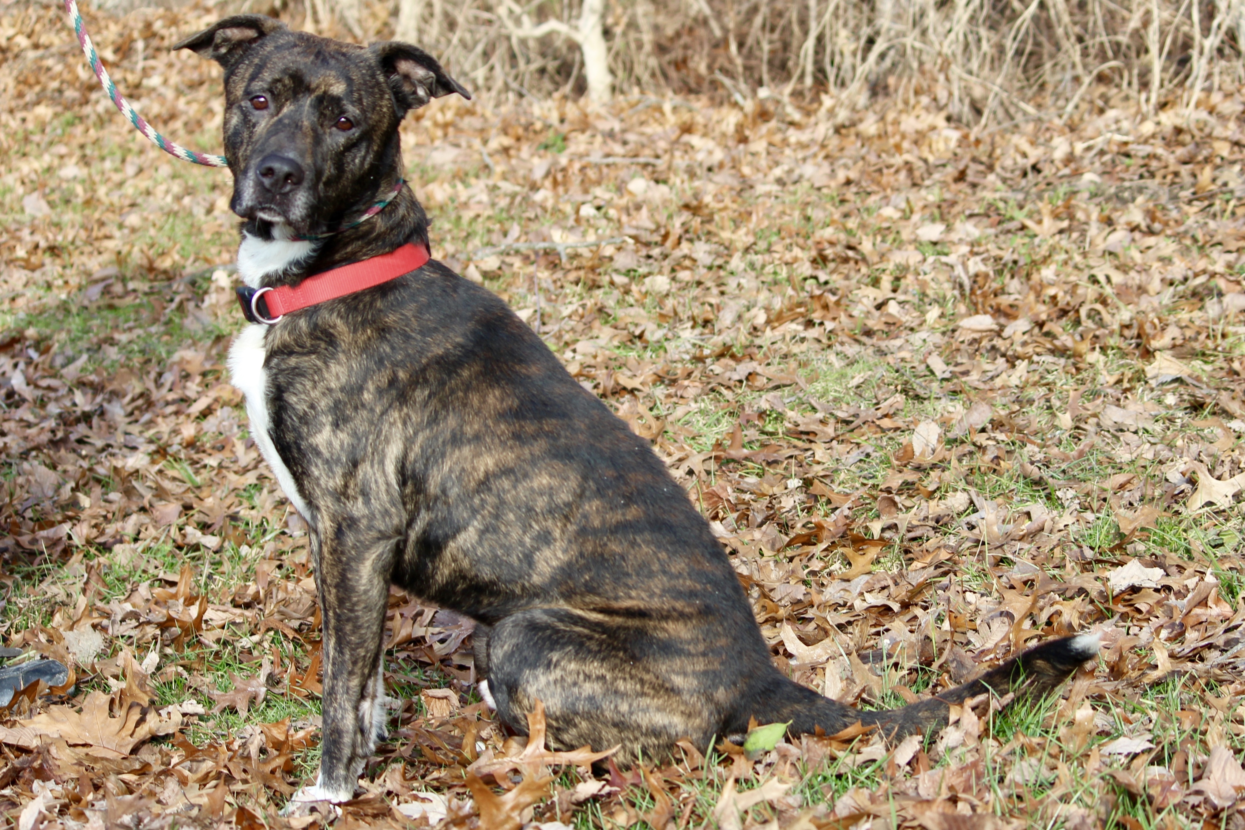 LEO, an adoptable Terrier in Brazil, IN, 47834 | Photo Image 3