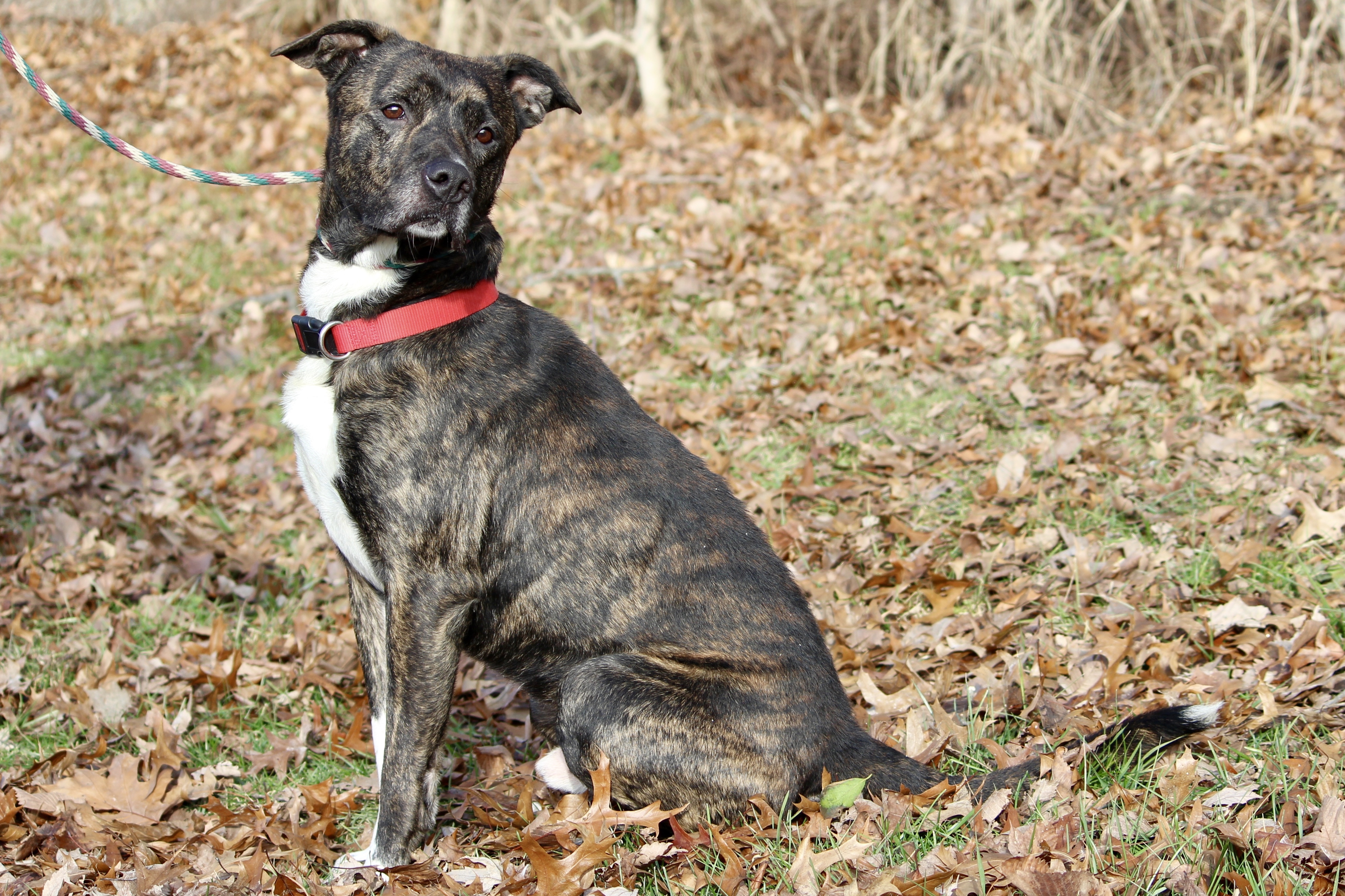 LEO, an adoptable Terrier in Brazil, IN, 47834 | Photo Image 5