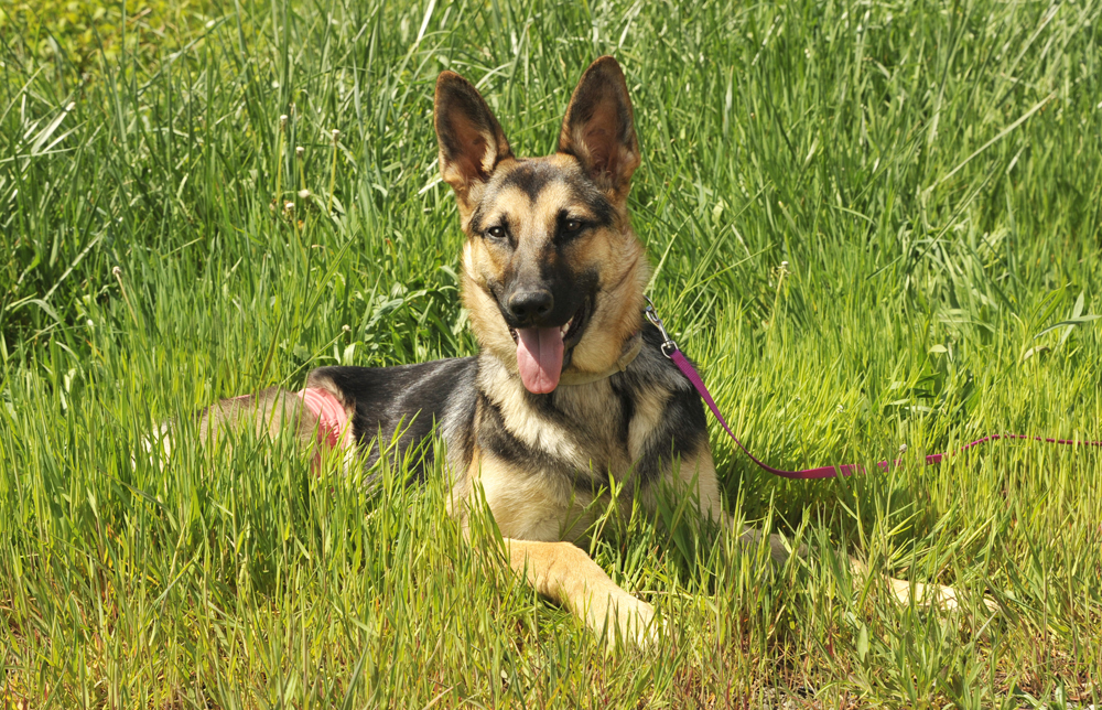 Tess, an adoptable German Shepherd Dog in Cookeville, TN, 38506 | Photo Image 2