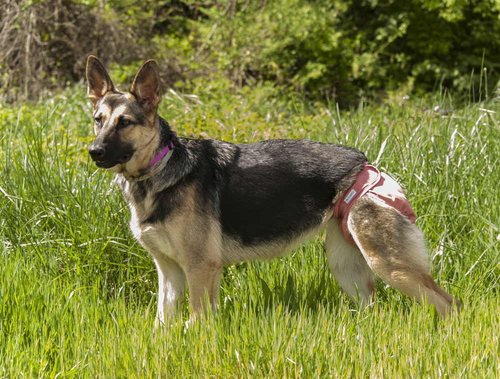 Tess, an adoptable German Shepherd Dog in Cookeville, TN, 38506 | Photo Image 3