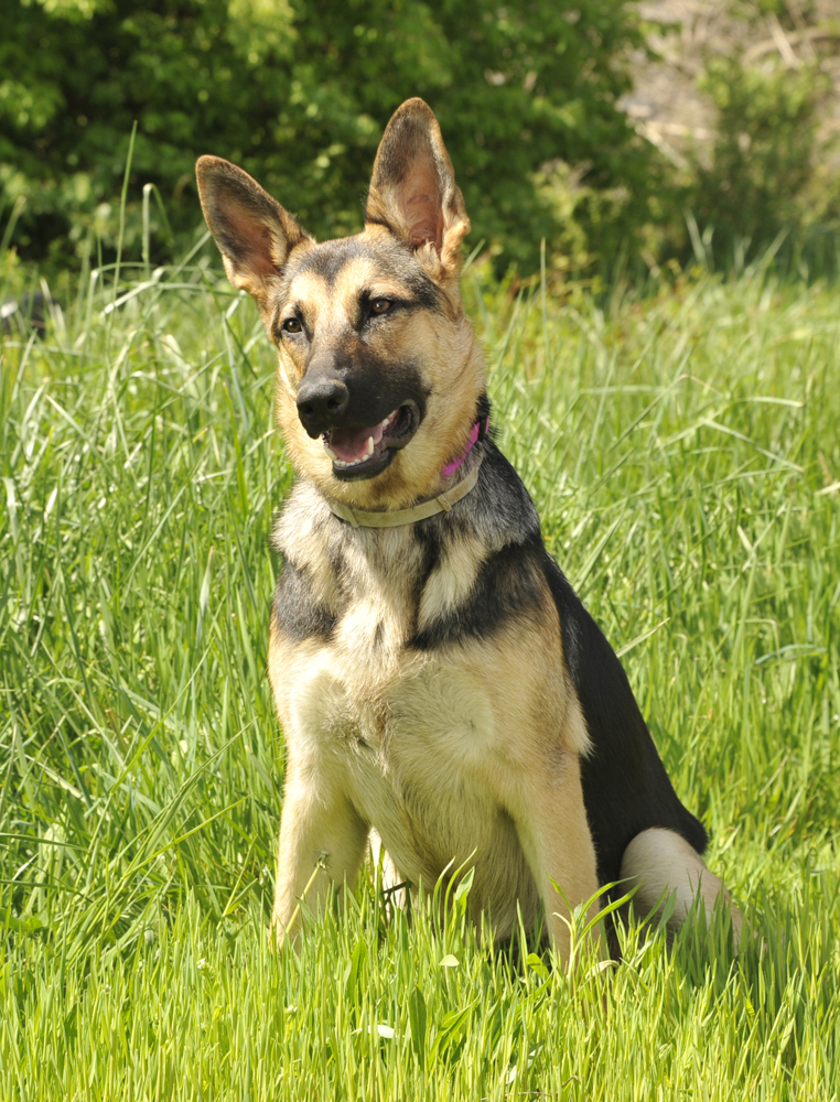 Tess, an adoptable German Shepherd Dog in Cookeville, TN, 38506 | Photo Image 4