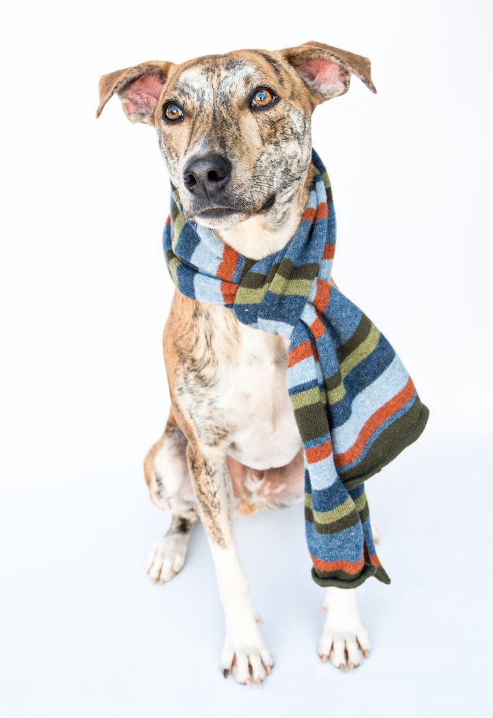 Dog For Adoption Opie A Greyhound Whippet Mix In Atlanta Ga