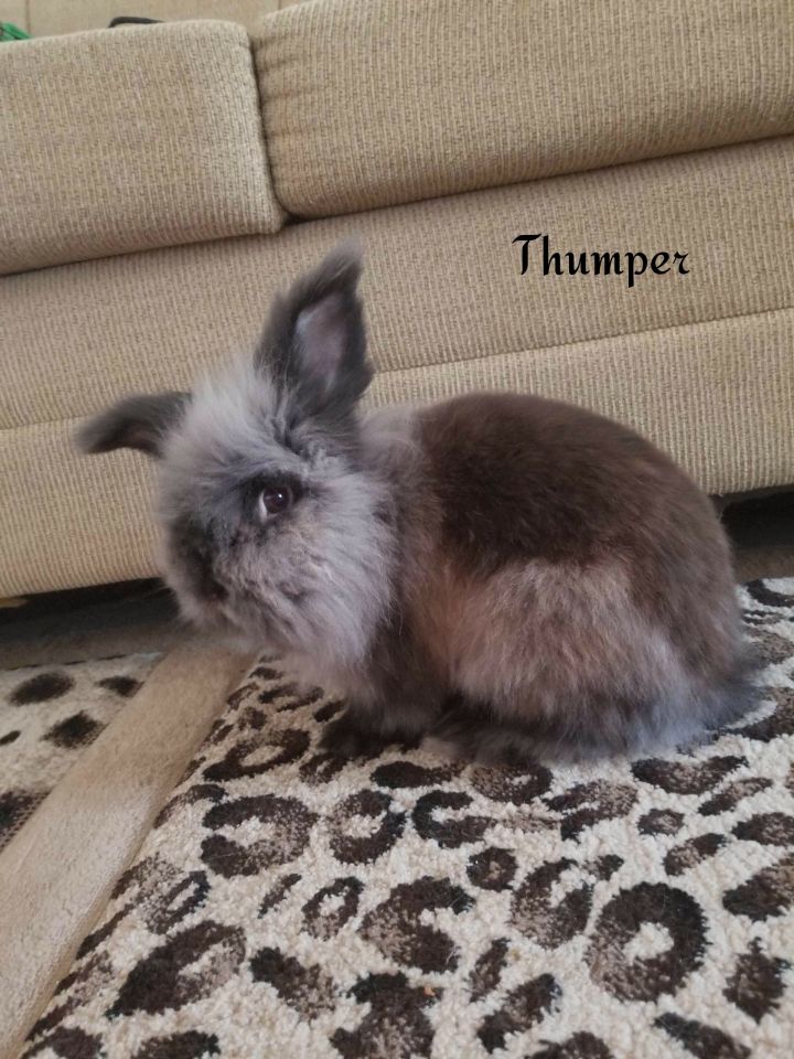 Thumper 2