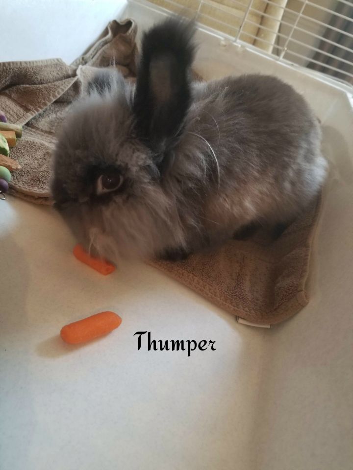 Thumper 3