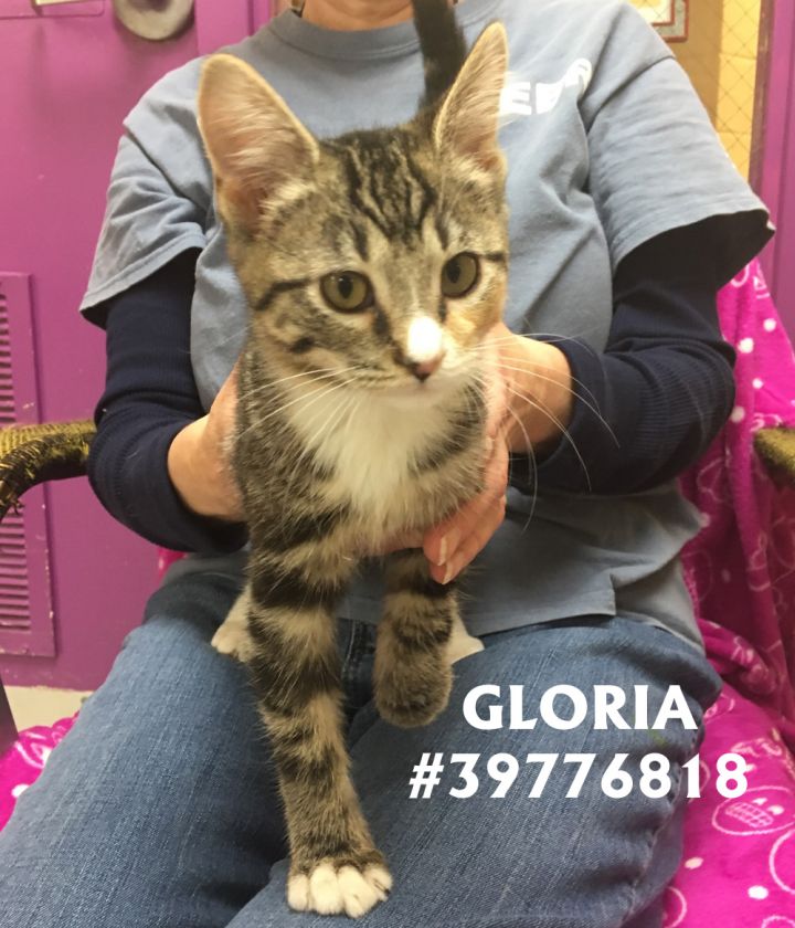 Gloria 1