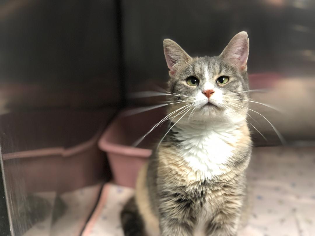 Princess Bubblegum, an adoptable Domestic Short Hair, Dilute Calico in Anderson, IN, 46015 | Photo Image 1