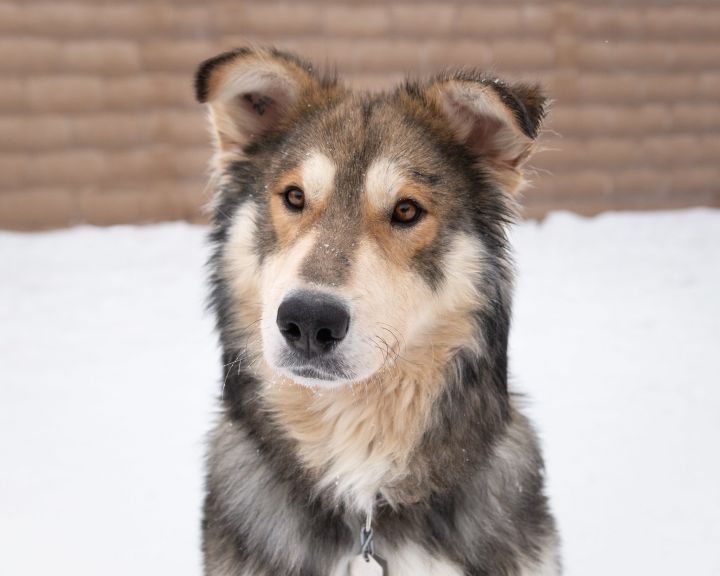 Balto, an adopted Husky & Shepherd Mix in Winnipeg, MB_image-1