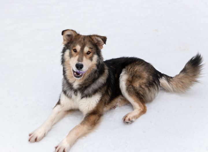 Balto, an adopted Husky & Shepherd Mix in Winnipeg, MB_image-3