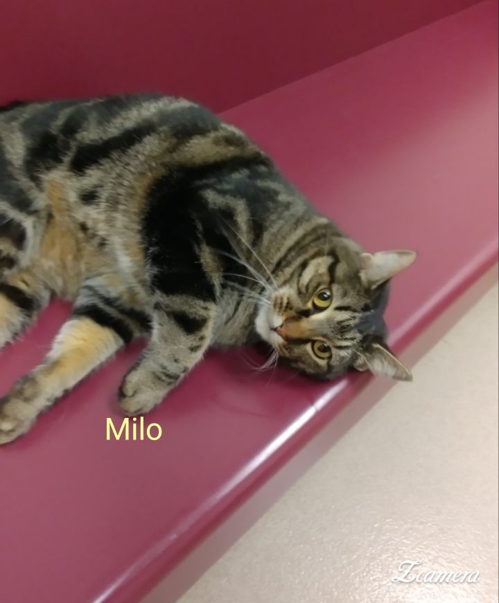 Milo 1