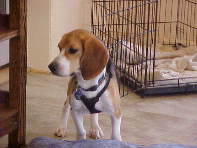 Dog For Adoption Noodle Charles Aka Nick A Beagle In Waldorf Md Petfinder