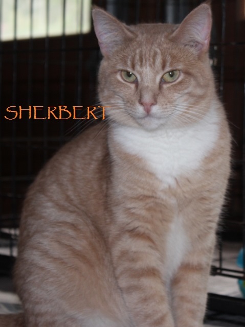 Sherbert, an adoptable Tabby, Domestic Short Hair in Rohrersville, MD, 21779 | Photo Image 1