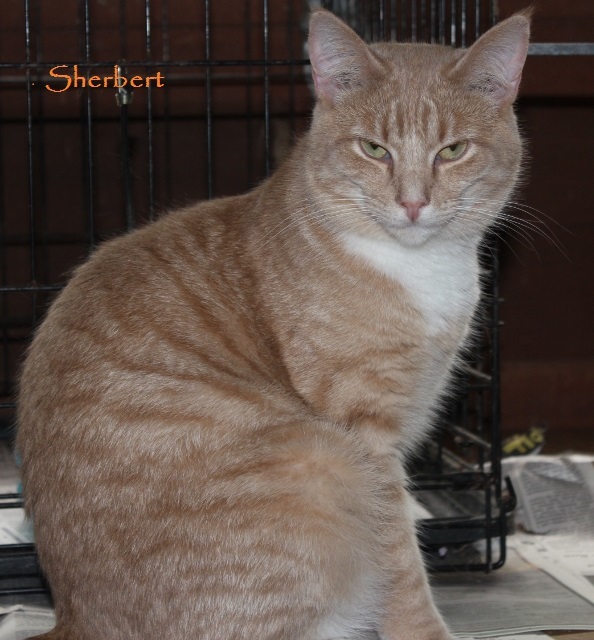 Sherbert, an adoptable Tabby, Domestic Short Hair in Rohrersville, MD, 21779 | Photo Image 2
