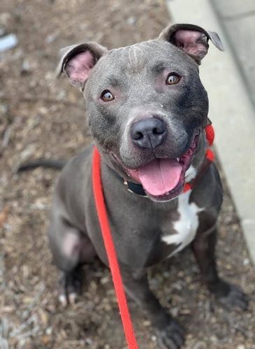 SAMMY- Needs a foster/forever home!, an adoptable Terrier in Birmingham, MI, 48012 | Photo Image 2