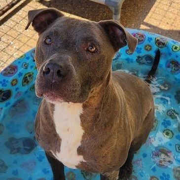 SAMMY- NEEDS A FOSTER/FOREVER HOME!!!, an adoptable Terrier in Birmingham, MI, 48012 | Photo Image 3