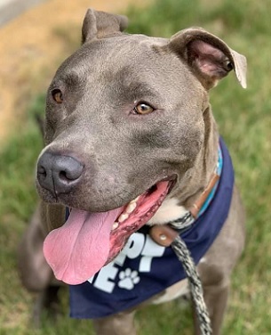 SAMMY- NEEDS A FOSTER/FOREVER HOME!!!, an adoptable Terrier in Birmingham, MI, 48012 | Photo Image 4