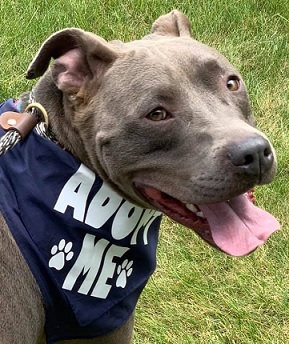 SAMMY- NEEDS A FOSTER/FOREVER HOME!!!, an adoptable Terrier in Birmingham, MI, 48012 | Photo Image 1