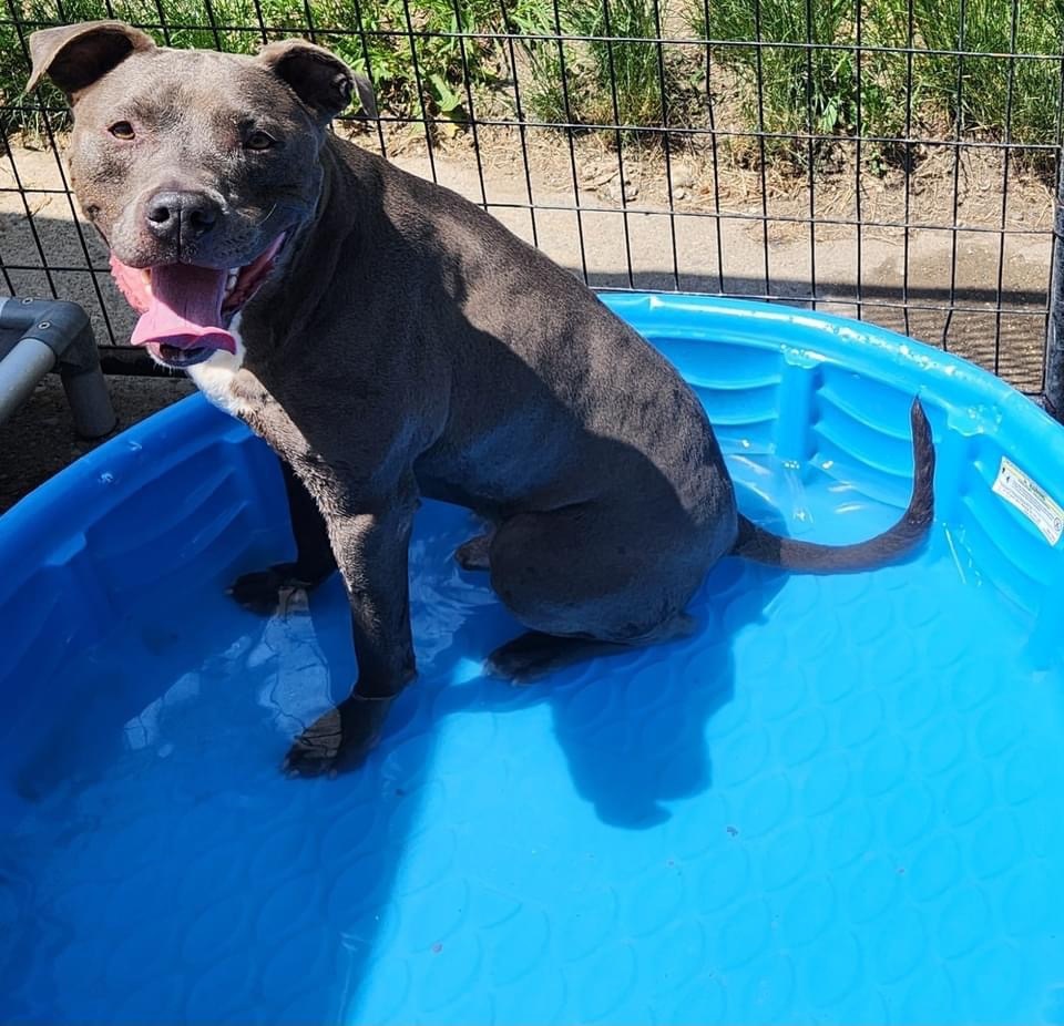 SAMMY- NEEDS A FOSTER/FOREVER HOME!!!, an adoptable Terrier in Birmingham, MI, 48012 | Photo Image 6