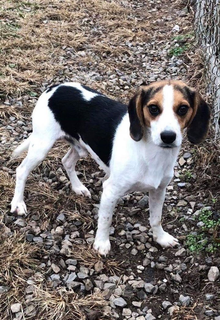 Charlie (CP) Beagle 1