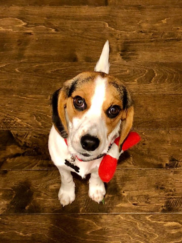 Charlie (CP) Beagle 2