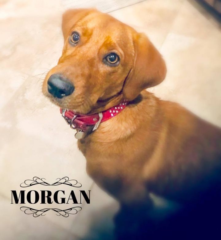 Morgan 4