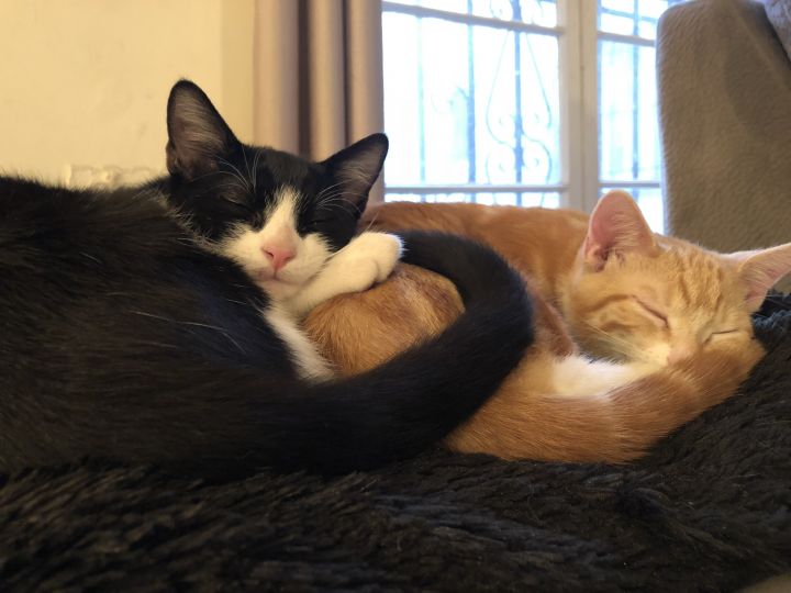 Tux and Ginger 5