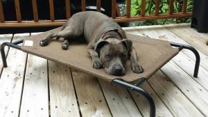 You can fill out an adoption application online on our official websiteOur precious girl Willow is 