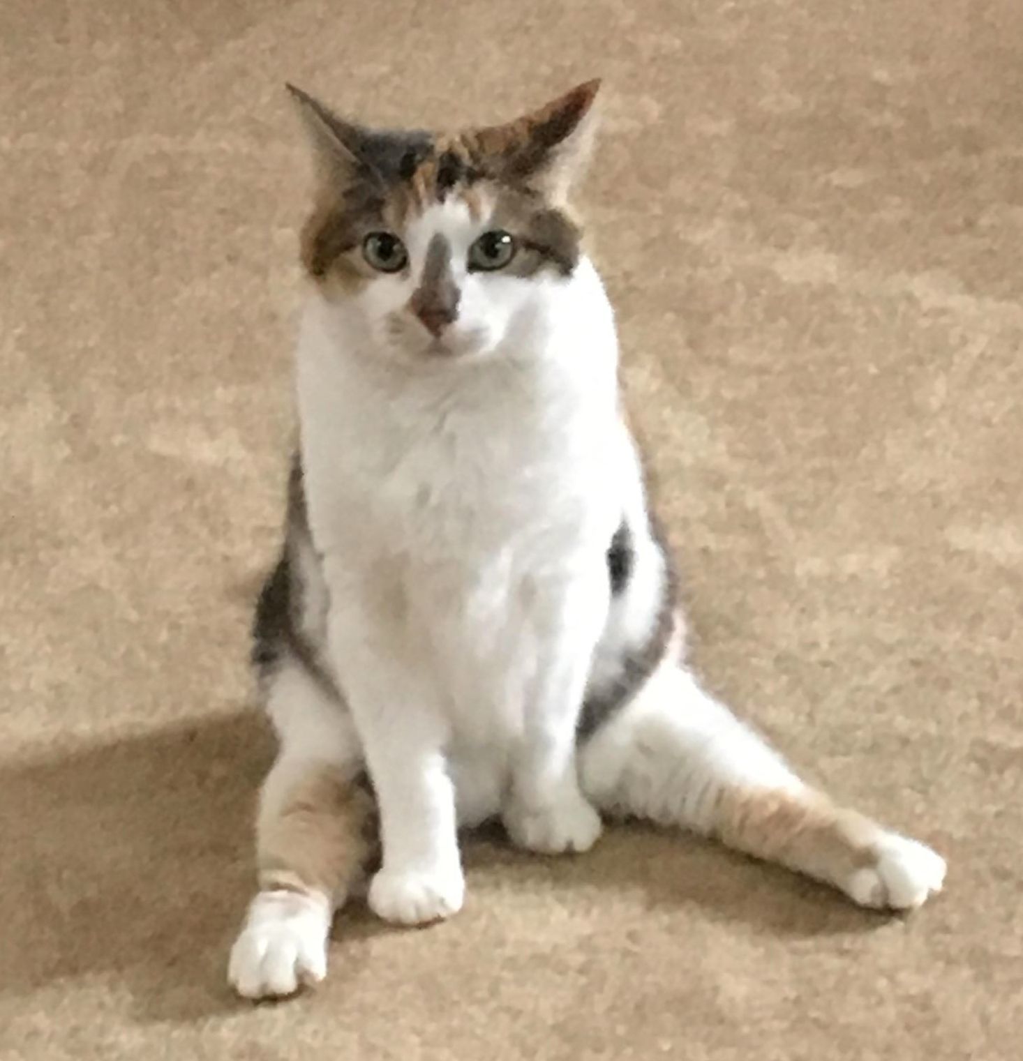 Tinsel, an adoptable Domestic Short Hair, Calico in Harrisonburg, VA, 22801 | Photo Image 1