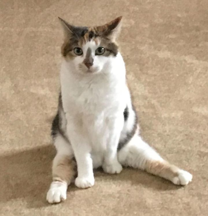 Cat For Adoption Tinsel A Domestic Short Hair Calico Mix In