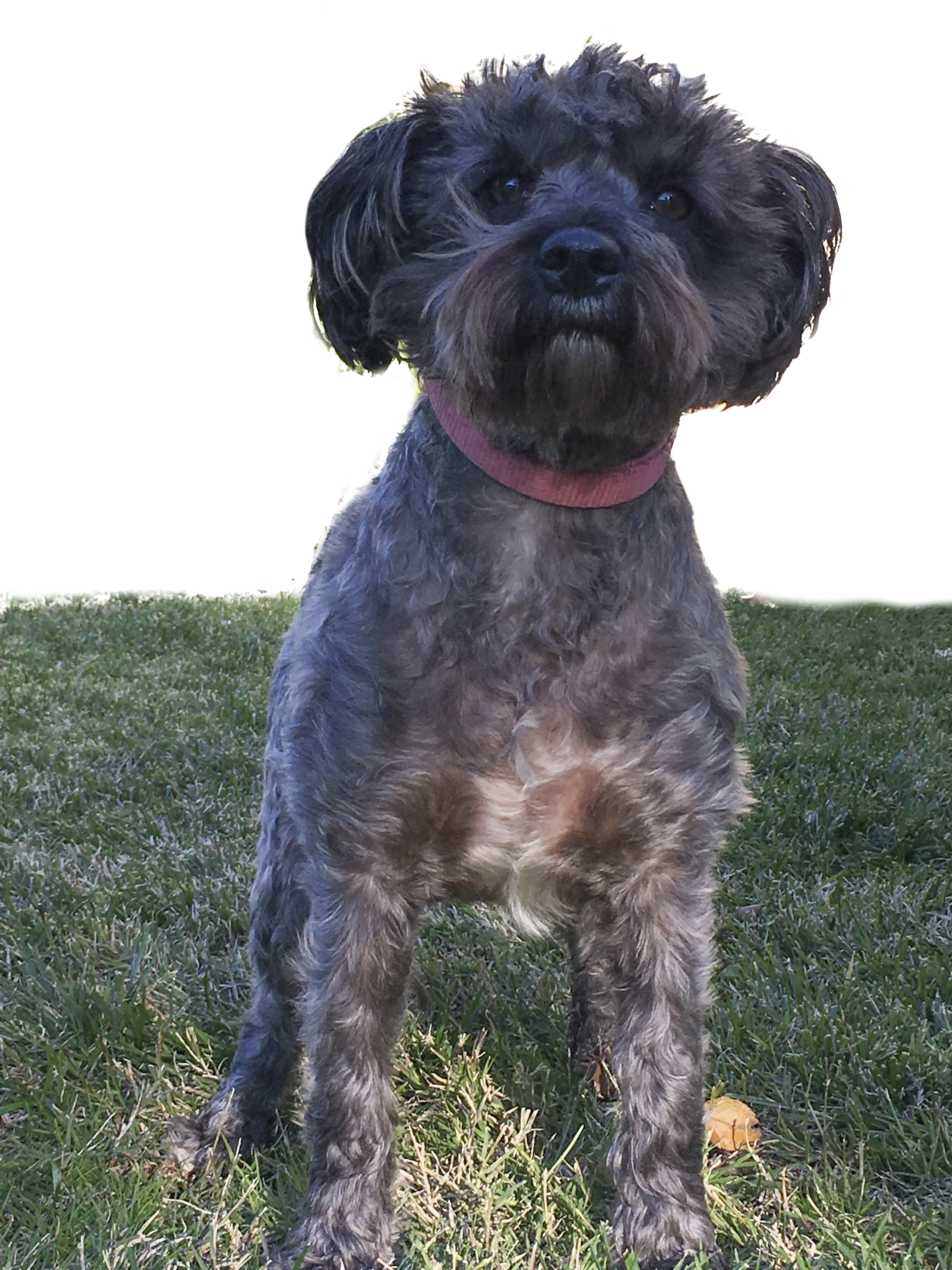 Liberte, an adoptable Shih Tzu, Poodle in West Hills, CA, 91307 | Photo Image 1