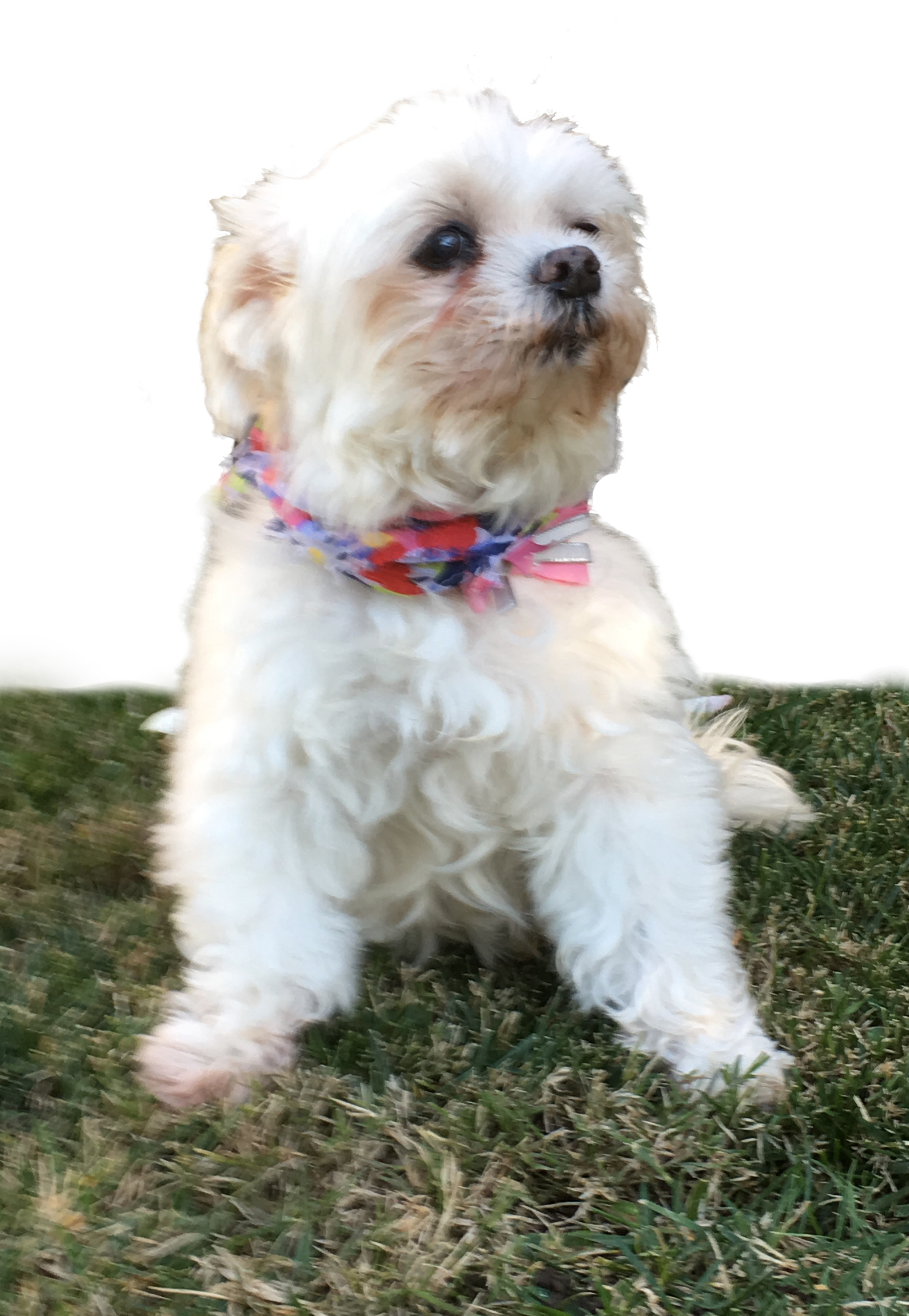 Minnie, an adoptable Maltese in West Hills, CA, 91307 | Photo Image 1