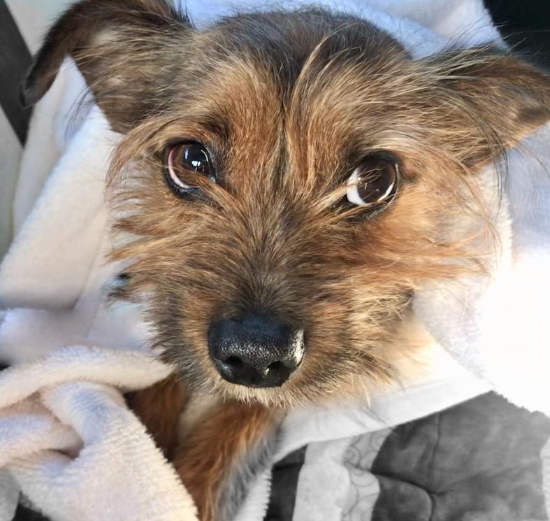 Busta Rhymes, an adoptable Yorkshire Terrier in West Hills, CA, 91307 | Photo Image 1