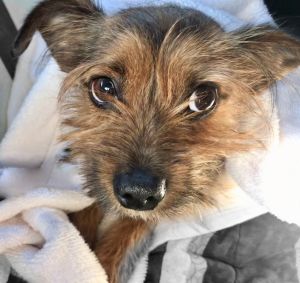 Busta Rymes is a 2-3 year old Yorkie mix He was hit by a bus and brought to the shelter