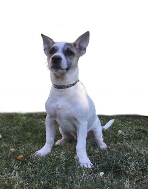 Frank n Furter is a 4 month old LabShepherd mix Frank n Furter loves other dogs and is happy and