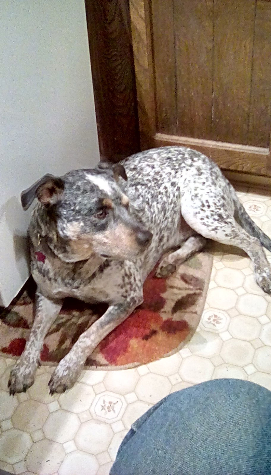 Cooper, an adoptable Australian Cattle Dog / Blue Heeler, Pit Bull Terrier in Petaluma, CA, 94955 | Photo Image 2