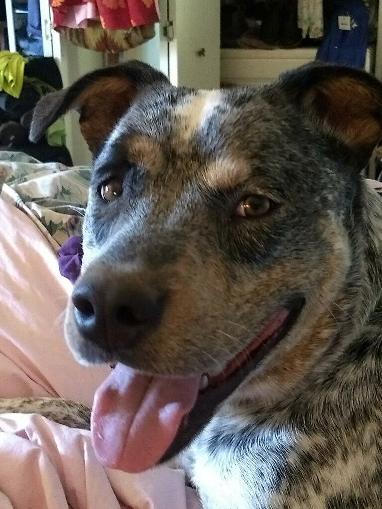 Cooper, an adoptable Australian Cattle Dog / Blue Heeler, Pit Bull Terrier in Petaluma, CA, 94955 | Photo Image 3