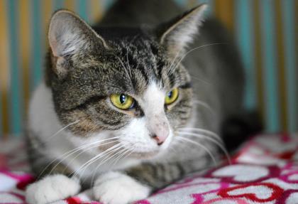 Jewel Baby (FeLV+), an adoptable Domestic Short Hair in Annapolis, MD, 21403 | Photo Image 1