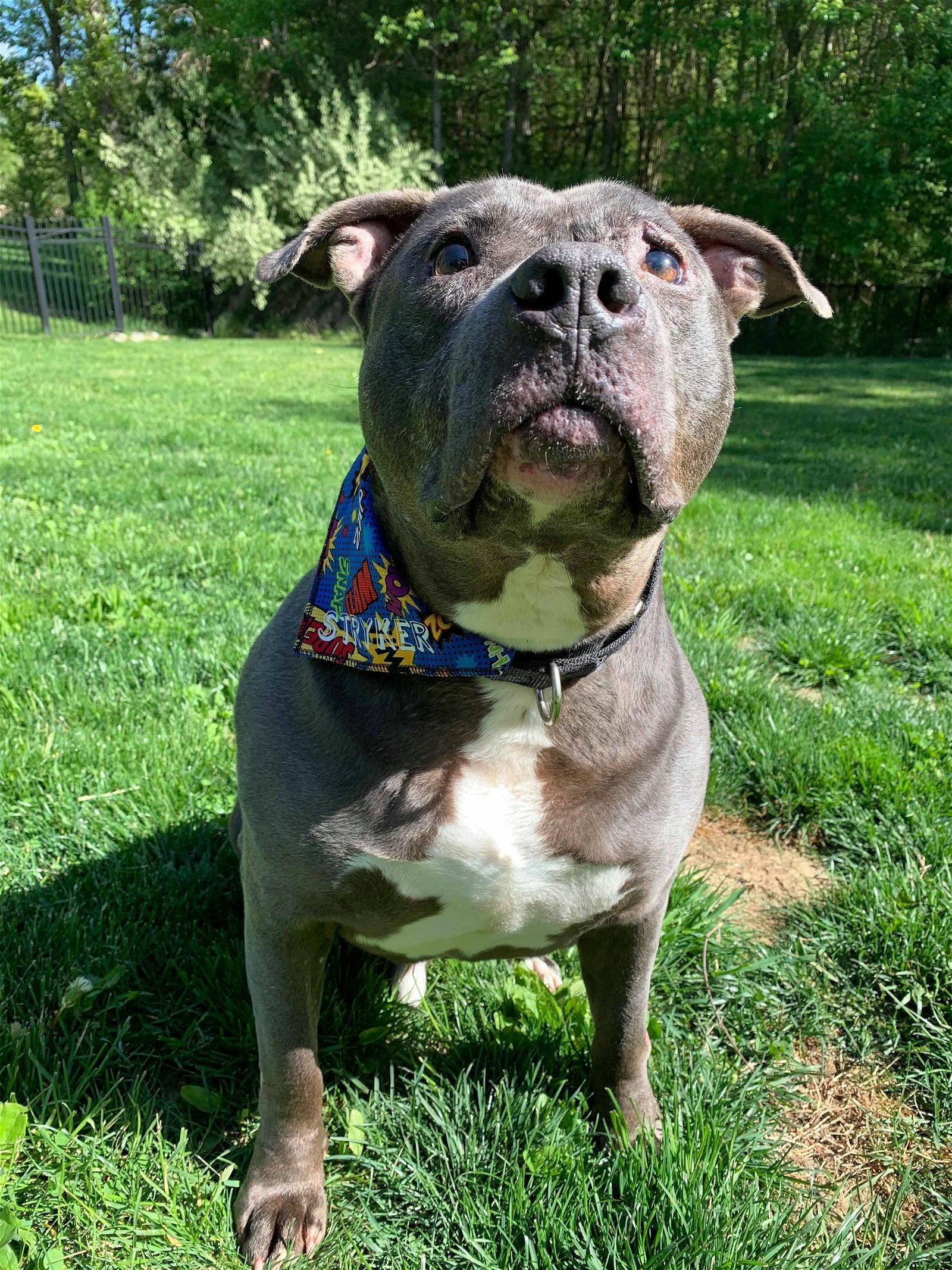 Stryker, an adoptable Pit Bull Terrier in New York, NY, 10075 | Photo Image 1