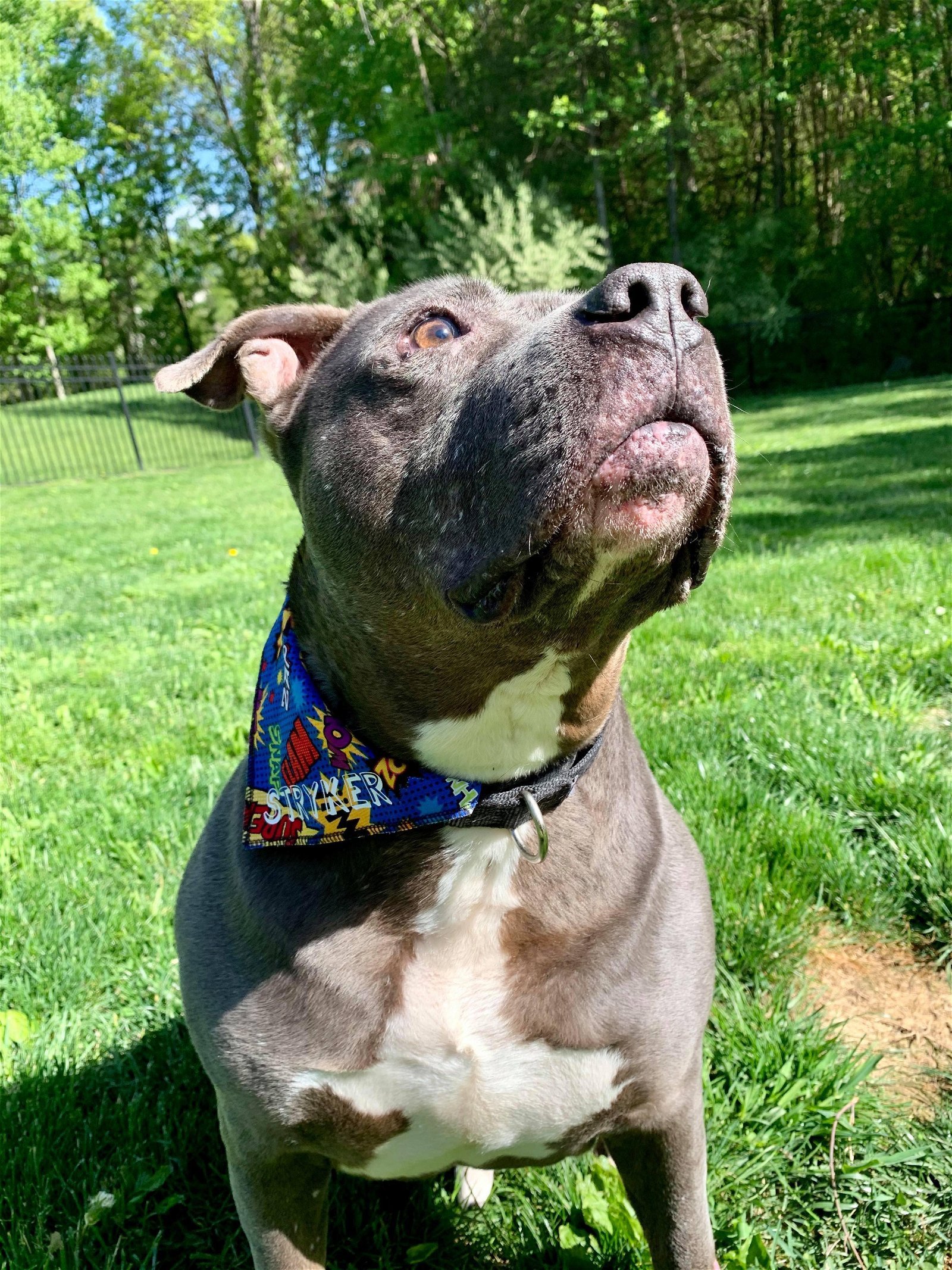 Stryker, an adoptable Pit Bull Terrier in New York, NY, 10075 | Photo Image 2