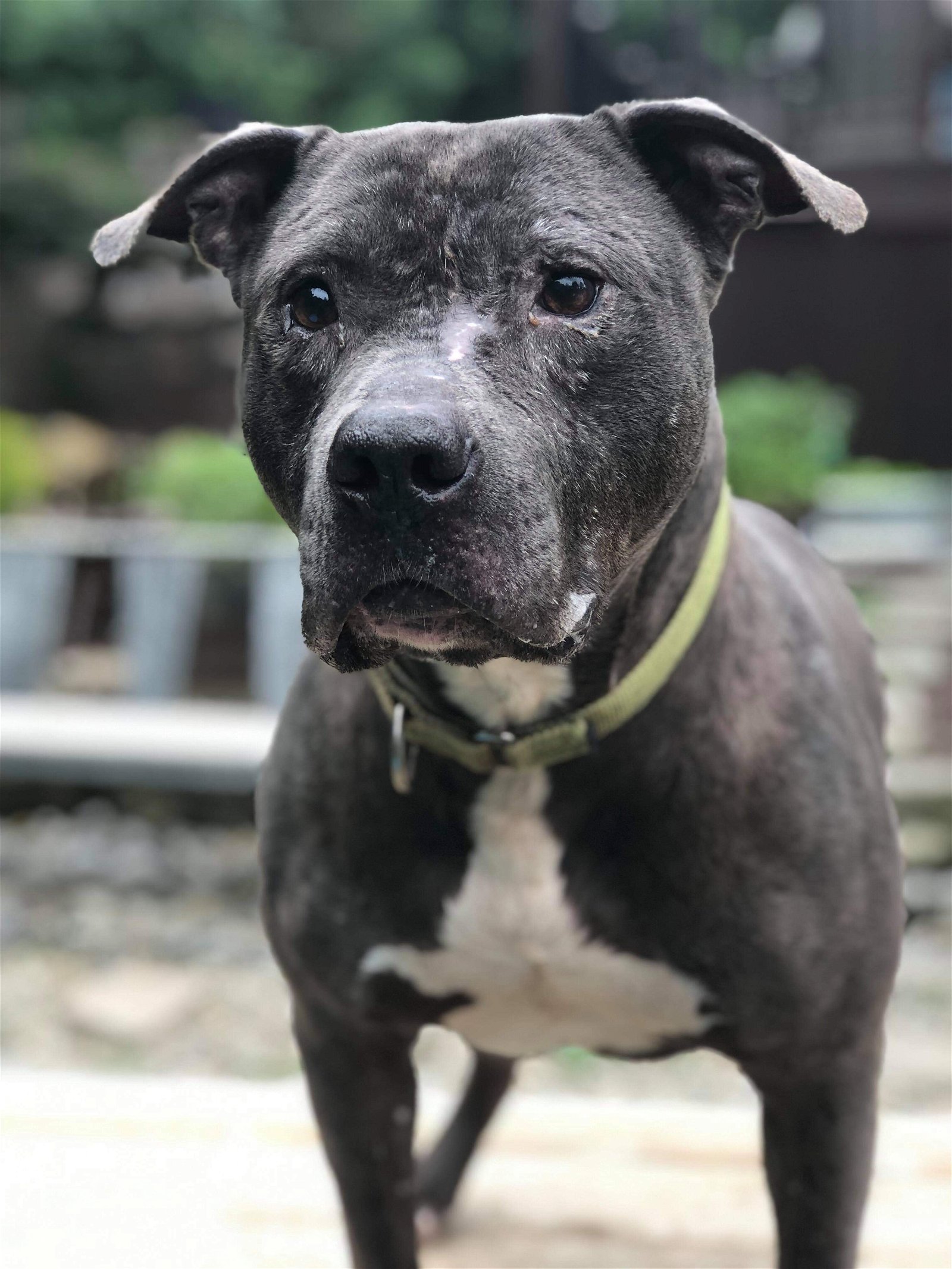 Stryker, an adoptable Pit Bull Terrier in New York, NY, 10075 | Photo Image 3