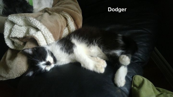 Kittens - Naz & Dodger 2