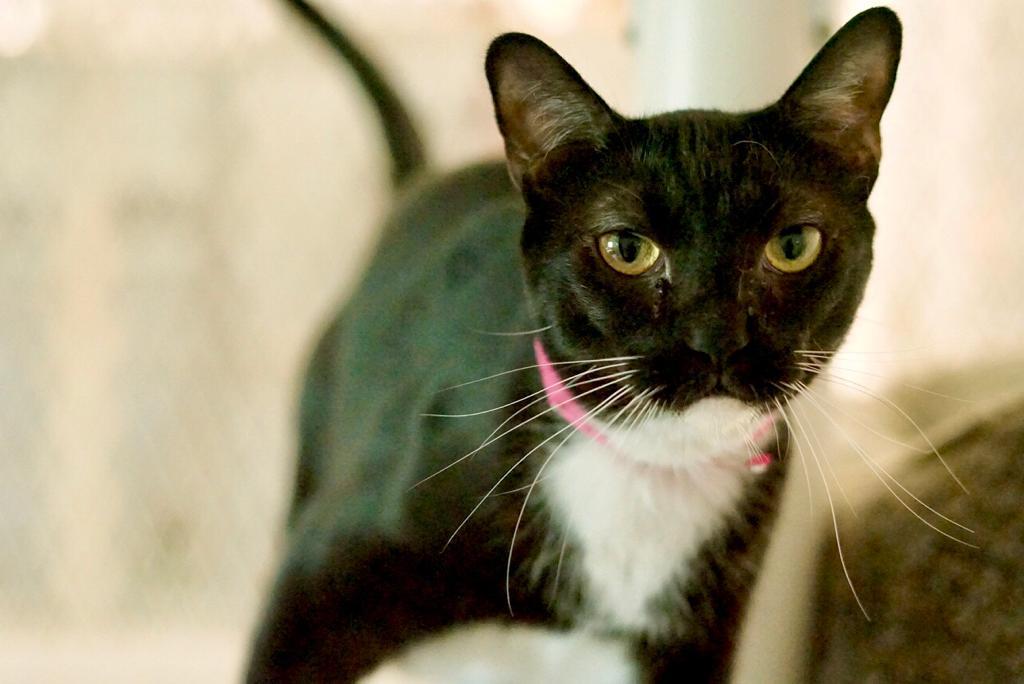 Jowella, an adoptable Domestic Short Hair in Guaynabo, PR, 00969 | Photo Image 1