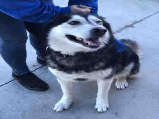 Rocky A157024, an adoptable Siberian Husky in Plano, TX, 75093 | Photo Image 5
