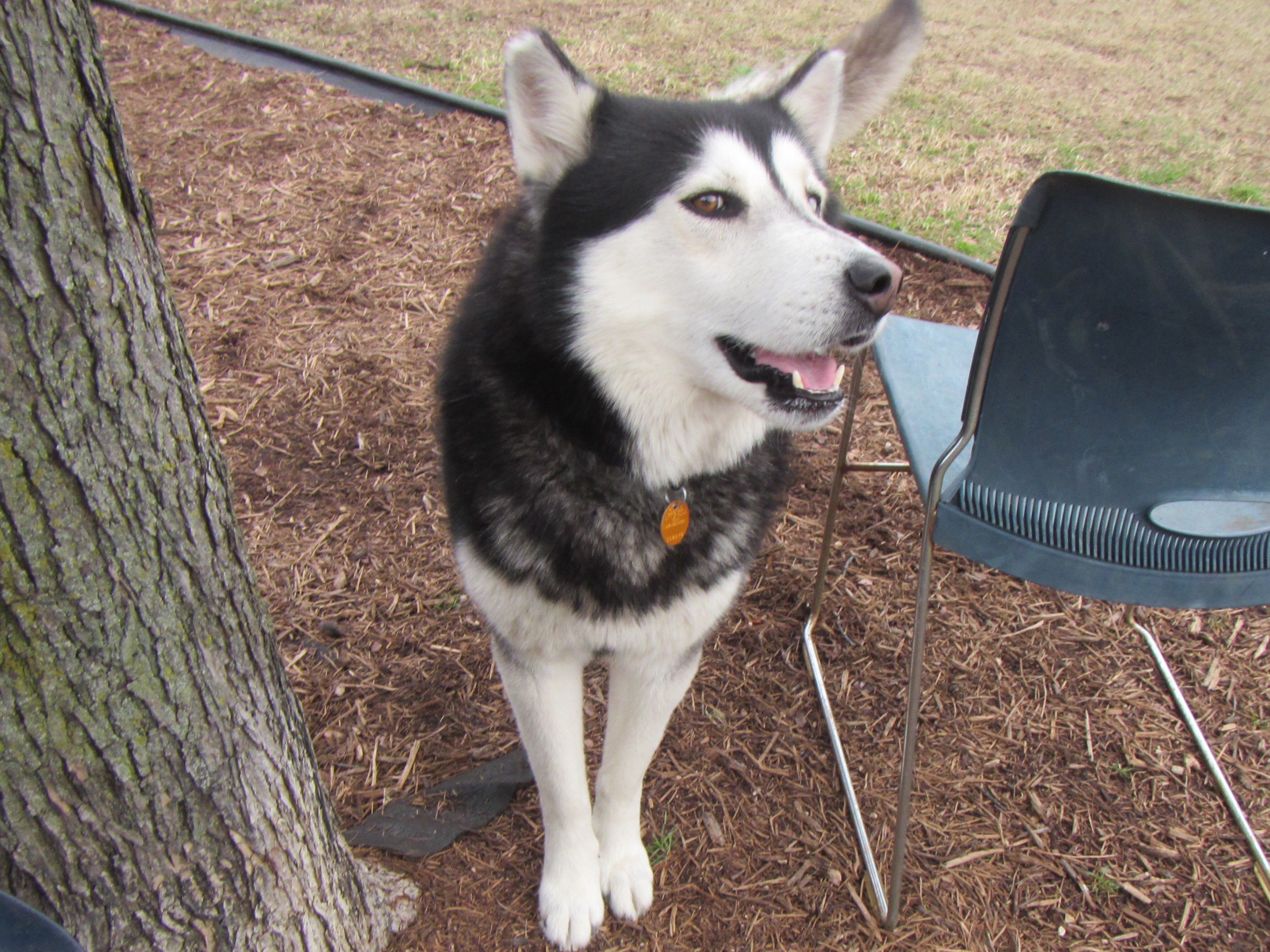 Rocky A157024, an adoptable Siberian Husky in Plano, TX, 75093 | Photo Image 6