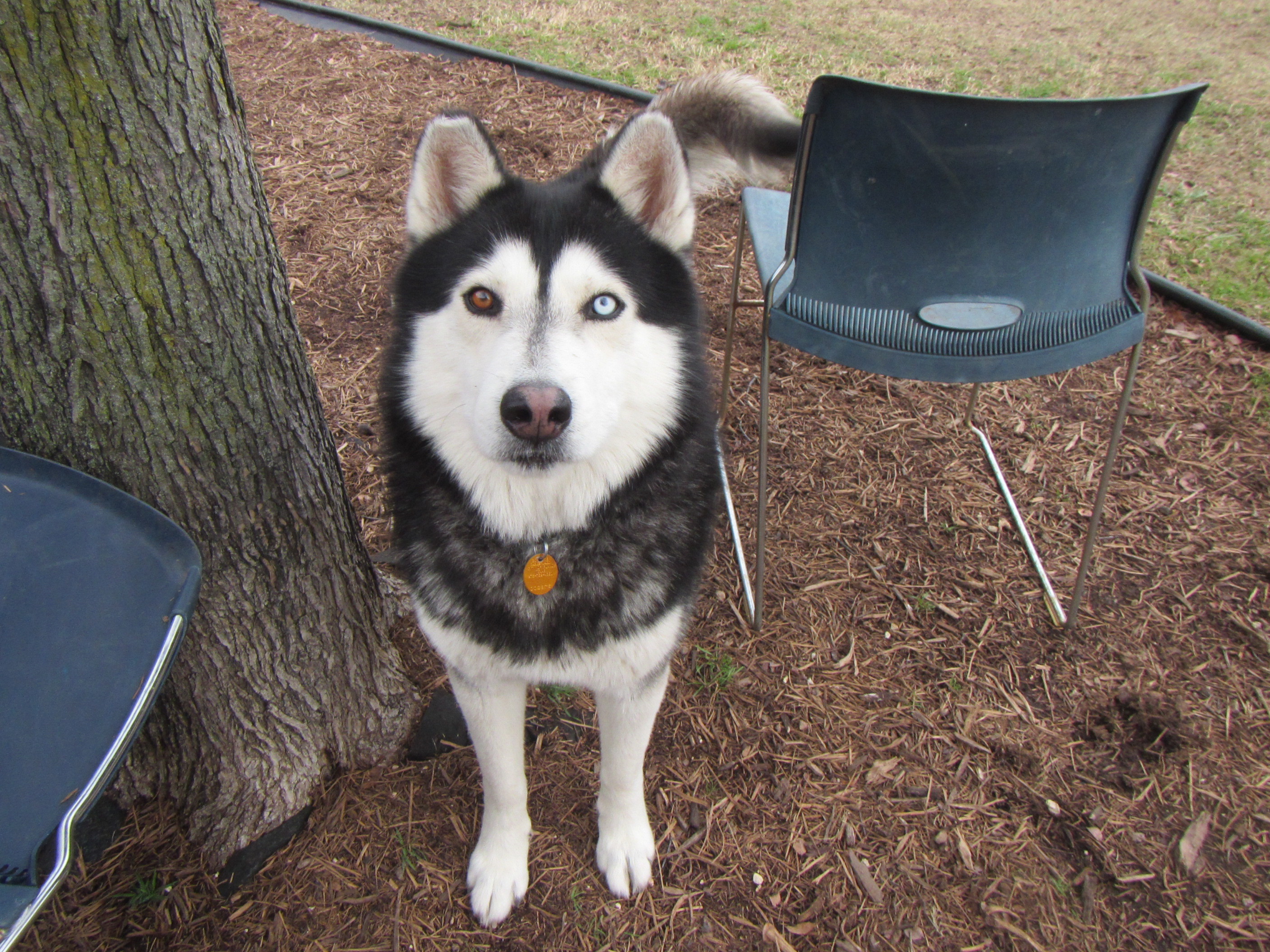 Rocky A157024, an adoptable Siberian Husky in Plano, TX, 75093 | Photo Image 8