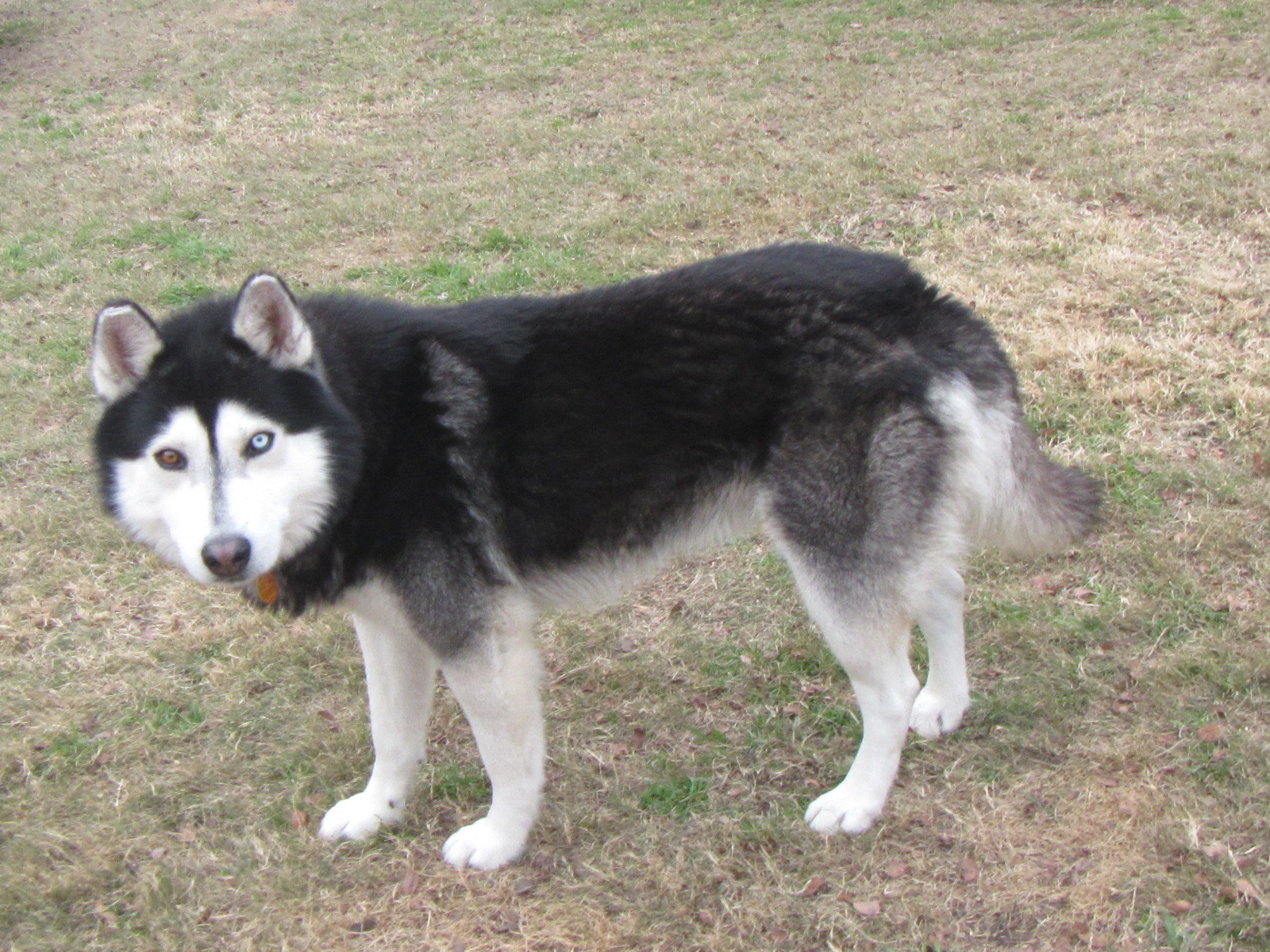 Rocky A157024, an adoptable Siberian Husky in Plano, TX, 75093 | Photo Image 9