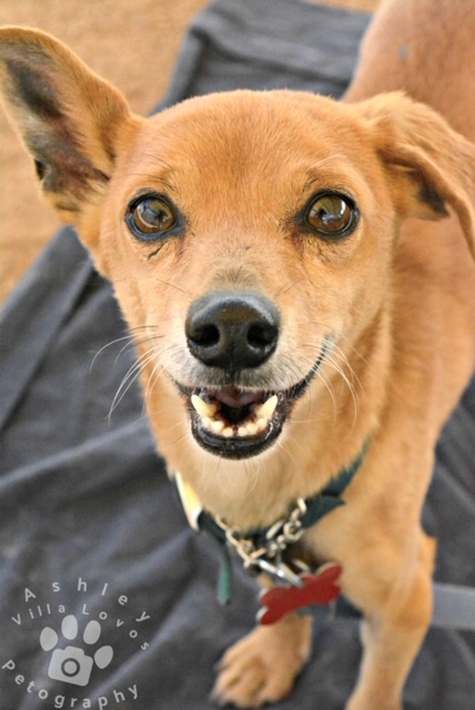 Raffi, an adoptable Dachshund, Chihuahua in Rolling Hills Estates, CA, 90274 | Photo Image 2